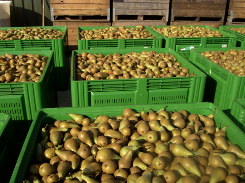 Nederland heeft grootste Europese perenvoorraad
