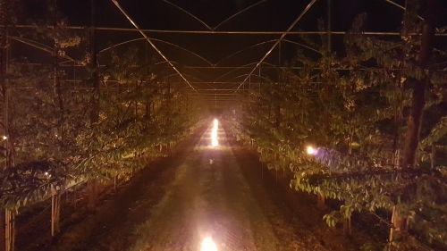 Vorst houdt Italiaanse fruittelers gisteren uit hun slaap
