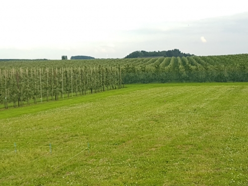 Bloesems zullen niet snel verdwijnen in Limburg: "We moeten blijven experimenteren met nieuwe fruitrassen en -soorten" 