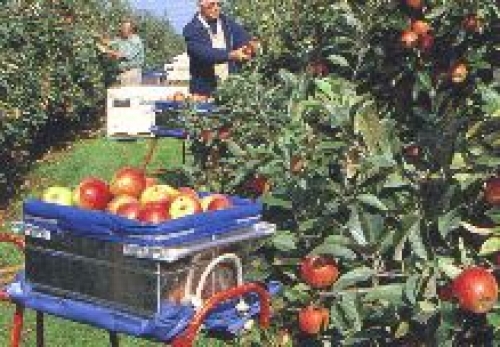 Vrijwilligers gaan ruim 200 ton appels plukken voor voedselbanken