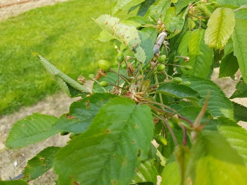 Kersentelers wachten in spanning op goedkeuring gewasbeschermingsmiddel tegen Suzuki-fruitvlieg