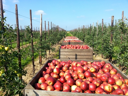 Ondanks topoogst blijven er zorgen over teelt appels en peren