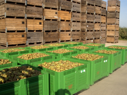"Brede afzet peren biedt potentie"
