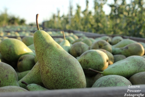 "De omstandigheden op de perenmarkt geven weinig ruimte voor gokgedrag"
