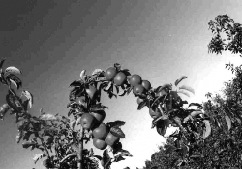 Gemiddeld bruto-inkomen van boeren en tuinders neemt in 2025 toe