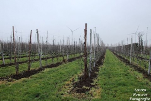 VreeFruit vernieuwt boomgaard met veelbelovend appelras Bloss