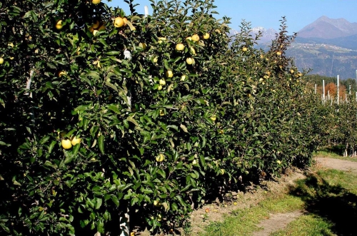 Zuid-Tirol is fruitregio met ideaal teeltklimaat: 