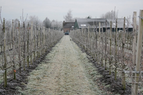 Zeeuwse fruittelers verzamelen data in boomgaard