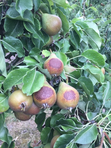 Nieuwe biostimulant beschermt fruitbomen tegen UV-schade