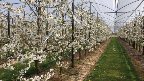 Vrees voor nieuwe nachtvorst na vroege bloesem