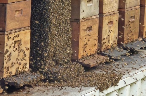 Bestuivende insecten verdwijnen sneller dan gedacht