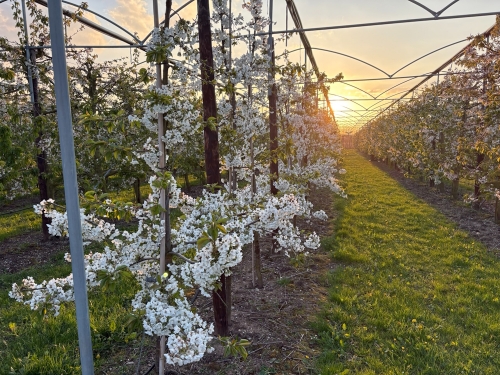 "Betuwse Bloesemtocht mooi visitekaartje van de sector"