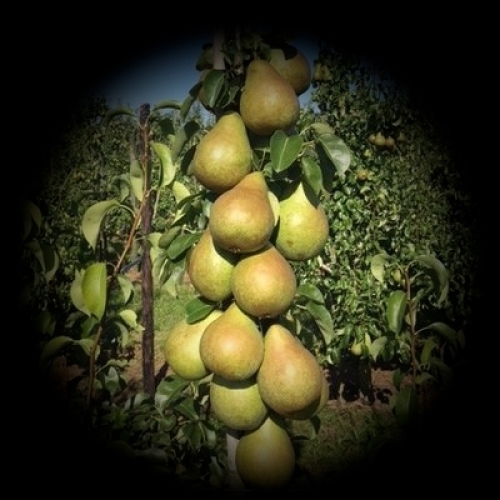 Vogelaar Fruitcultures past per fruitboom gerichte wortelsnoei toe