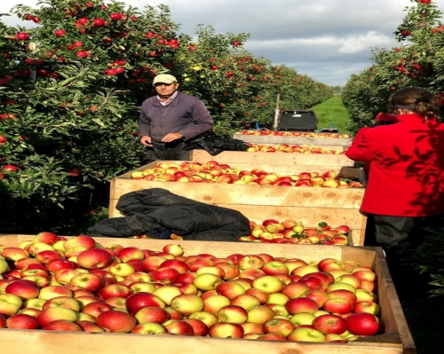 Appeloverschot zorgt voor druk op Nederlandse fruittelers