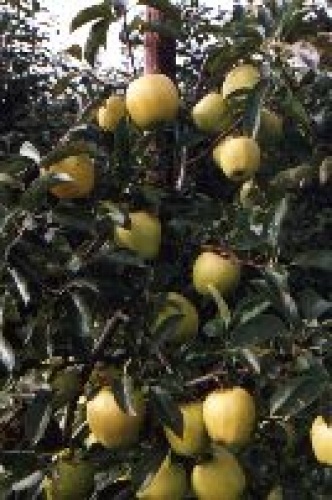 Yvon Jaspers op bezoek bij fruittelers Norbert en Pierre Jongerius