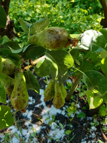 "Ik schat dat meer dan 50 procent van de appels hagelschade heeft - peren gelukkig minder gevoelig"