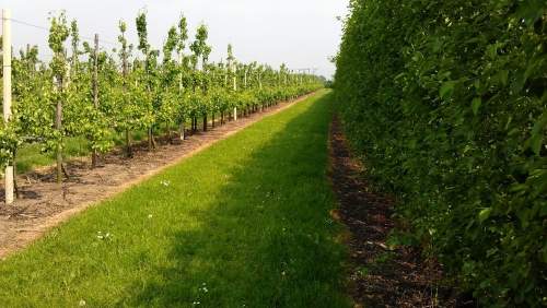 "Ruimte voor innovatie en stabiel beleid cruciaal voor groenten- en fruitsector"