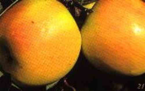 Hardfruitsector uitgenodigd voor jubileumeditie van Prognosfruit in Duitsland