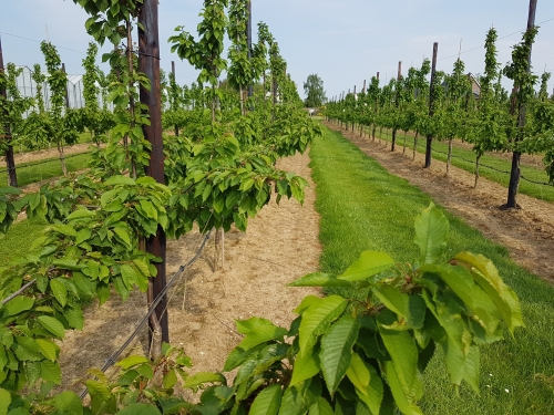 Suzuki-fruitvlieg, hitte en strengere regels: hoe houd je de kersenteelt rendabel?