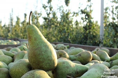 Tien procent minder Belgisch peren geschat `