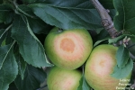Hittegolf kan zonnebrand geven in appelteelt