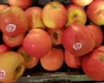 Pink Lady verdringt Jonagold in België