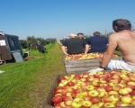 Afzet zomerappelen nog rustig