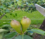 Uitkijken naar fruitoogst met gemengde gevoelens