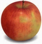 Herman:"Wij zijn vrij om te wisselen met rassen" Fruitbedrijf Halm voorziet 1.200 scholen van schoolfruit