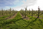 NFO wil imago van de fruitteelt verbeteren