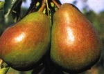 Stabiele markt voor peren ondanks lagere oogsten
