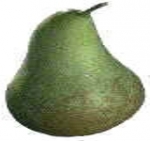 ‘Conference wordt Dutch Belgian pears genoemd’