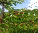 Vervroegd fruitseizoen door het warme weer