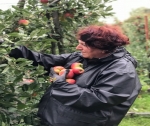 Onderzoek maakt fruitschimmels beter beheersbaar
