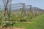 Uitvoeringsprogramma Vitale Fruitteelt in Limburg ondertekend