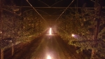 Fruittelers in touw om bloesems te beschermen tegen vorst