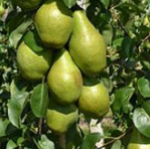 Verhoging btw-tarief stuwt groenten- en fruitprijzen