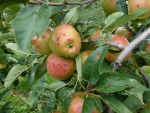 Hageland: 70 hectare fruitteelt door de hagel vernield