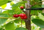 Busladingen vol toeristen bezoeken kersenboomgaard Aart Blom
