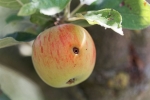 Bestrijd tweede generatie fruitmot met Carpovirusine EVO2
