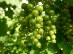 Veel schade door zonnebrand bij bio-zachtfruittelers