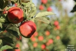 Boycot Rusland: 460.000 ton minder appels en 165.000 ton minder peren
