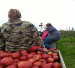 Minder Polen in Belgische fruitpluk, Boerenbond lonkt naar werkkrachten buiten de EU