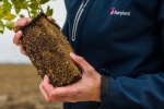 Licentierassen blauwe bessen voor Fairplant