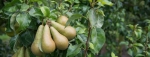 Wereldproductie peren 2019-2020 geraamd op 23,1 mln ton