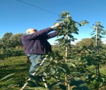 Fruitteler boert iets beter dan vorig seizoen