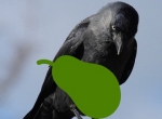 Flevoland betaalt fruittelers 60% van vogelschade uit in 2019