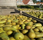 "Er worden nog onvoorstelbaar veel peren ongesorteerd verkocht"