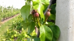 Fruittelers vrezen voor oogst door aanhoudende droogte
