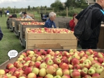 "Ik verwacht dat de Elstars dit jaar aan de dure kant zijn"